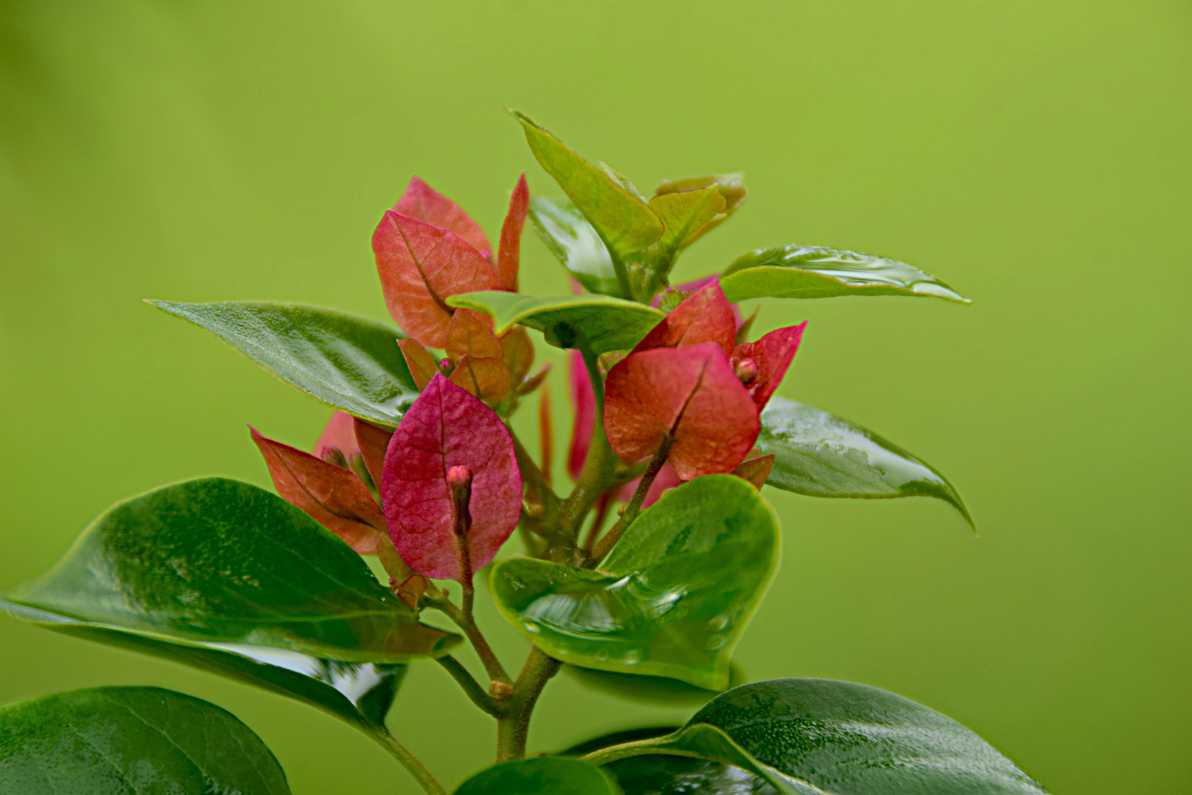 red flowers that are growing on a leafy nch