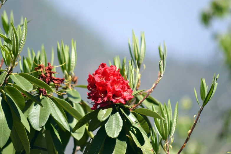 red flowers on the top of a tree