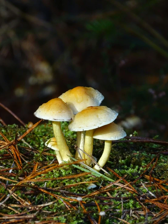 a group of small mushrooms growing on the side of a hill