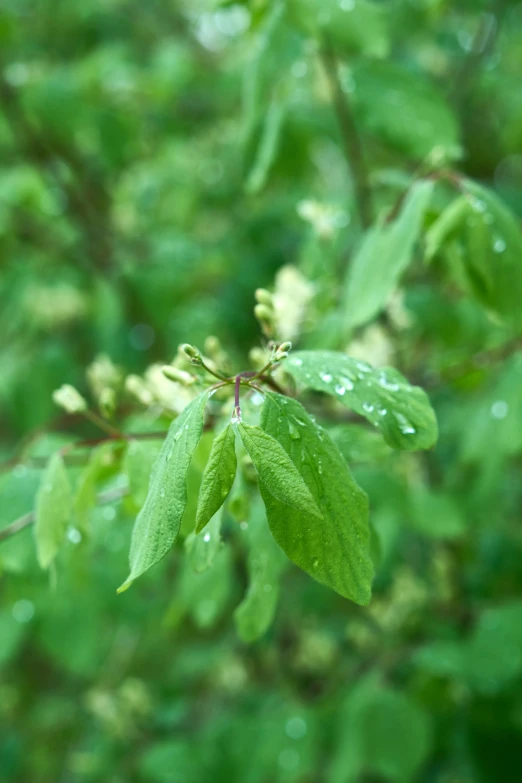 a green leafy bush with lots of raindrops