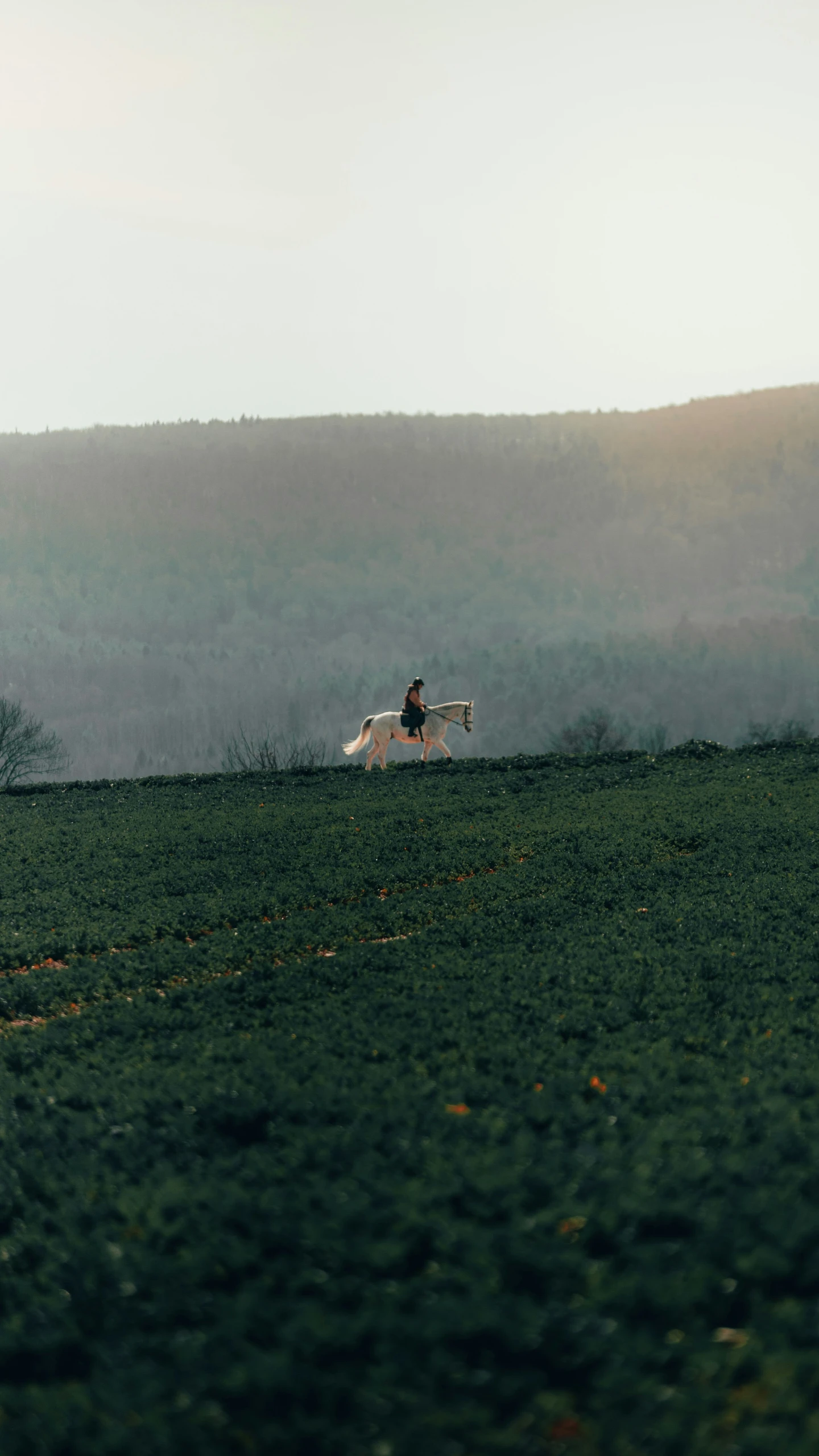 people are riding on horses in a hilly area