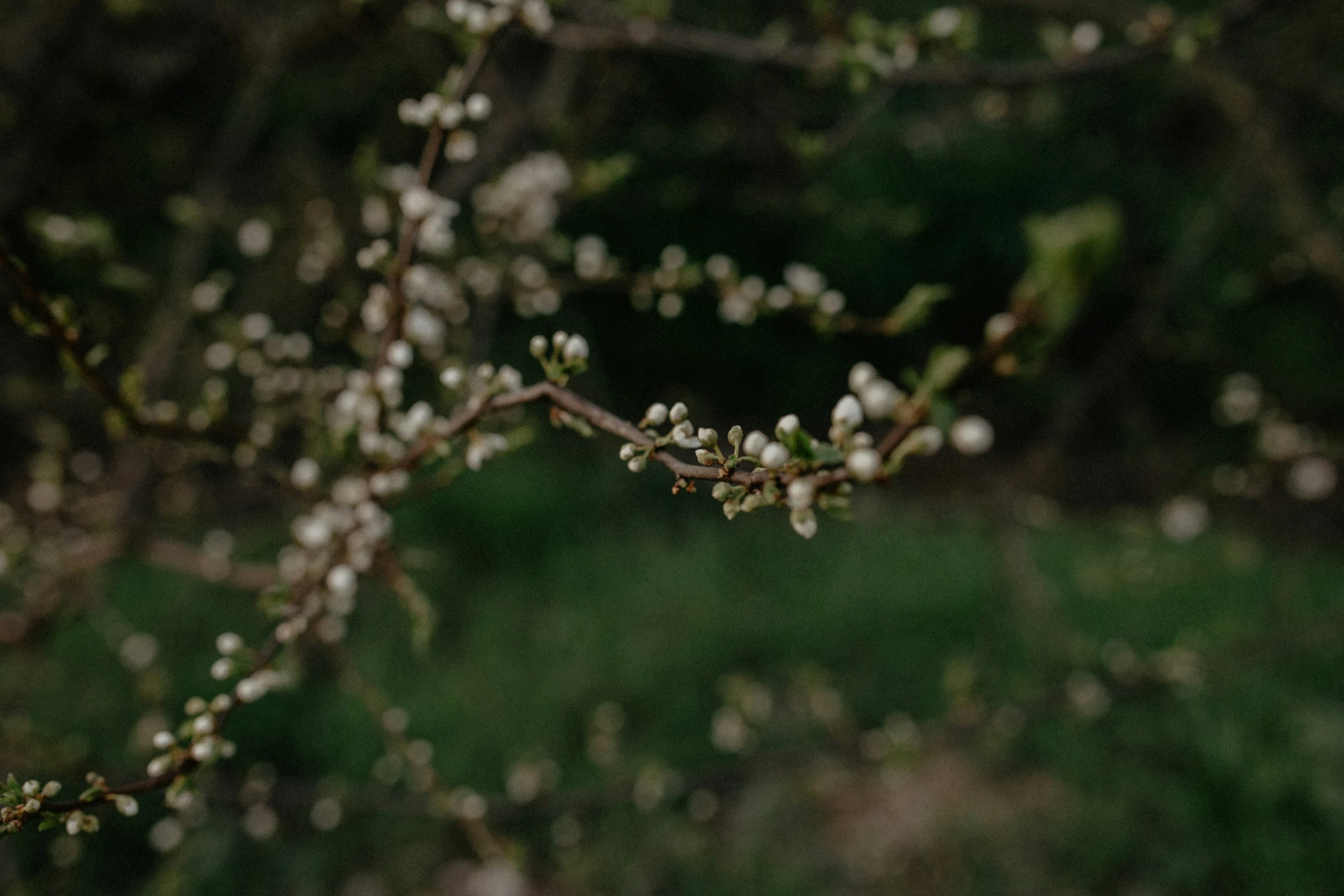 a nch with flowers in bloom is shown