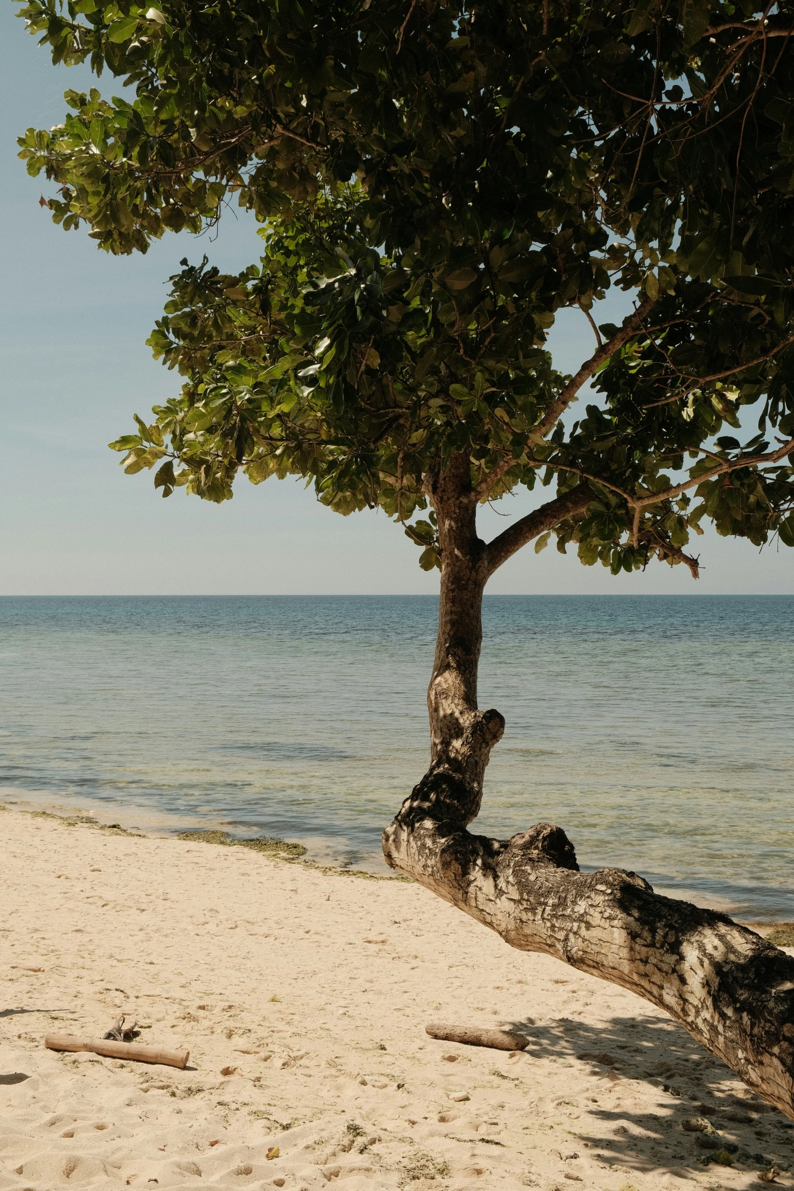 a tree leaning against a shore line by the ocean