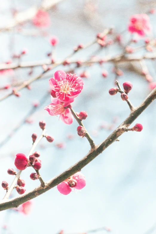 pink flowers on the nch of a flowering tree