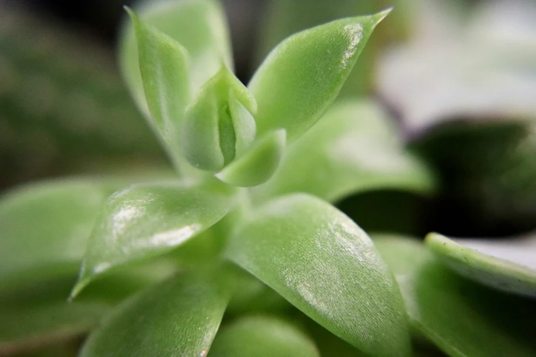 the leaves of a plant close up are blurred