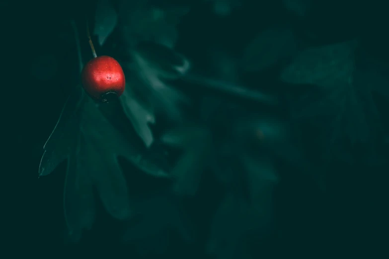 a red apple sitting on top of green leaves