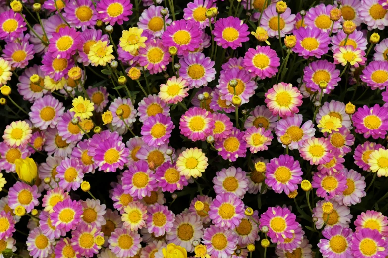 a field full of multi - colored flowers