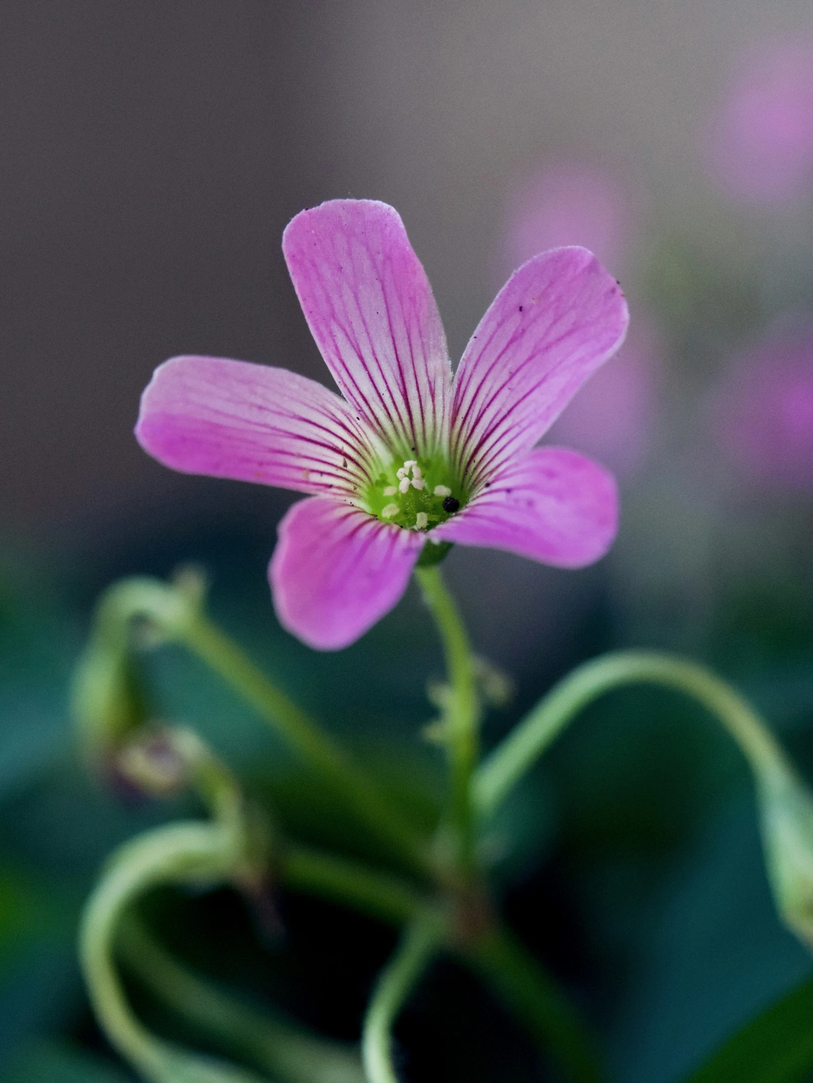 a close up s of a pink flower