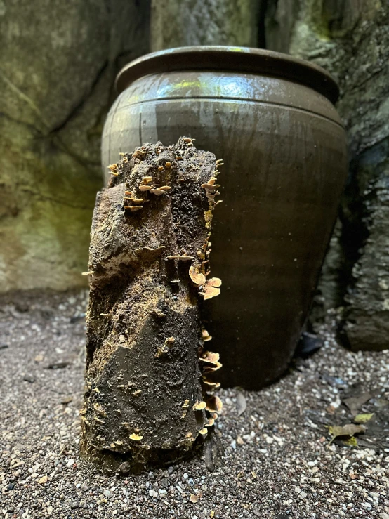 the trunk of a tree is surrounded by stones