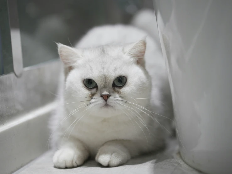 a close up of a cat near the window