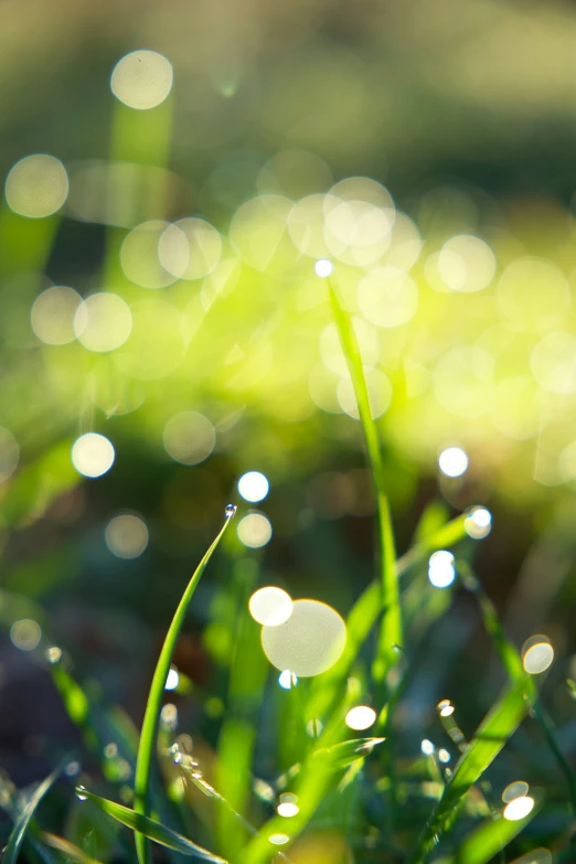 dew drops falling on grass in a green field