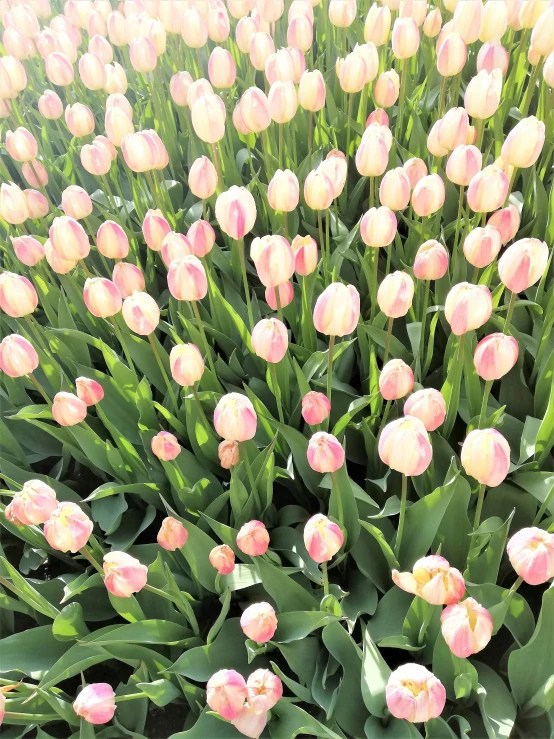 a bunch of flowers sitting next to each other