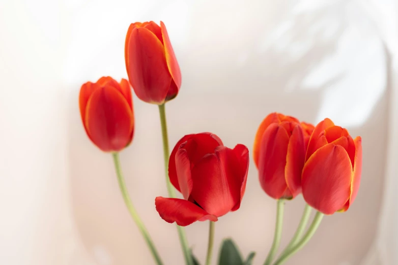 a bunch of red flowers in a vase