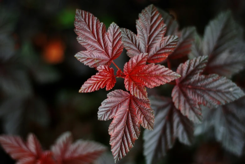 the leaves are red and green with many black tips