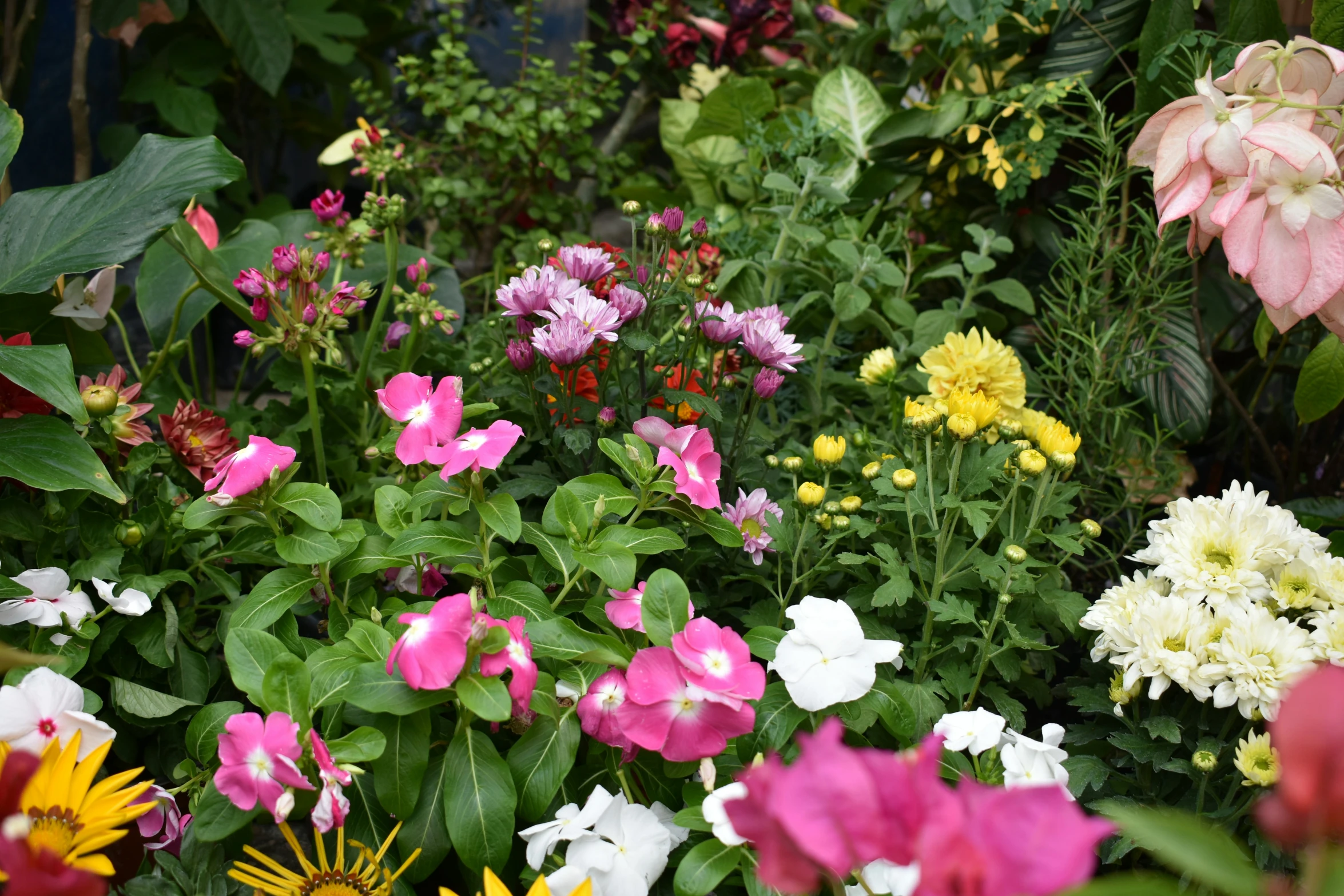 colorful assortment of flowers next to shrubbery