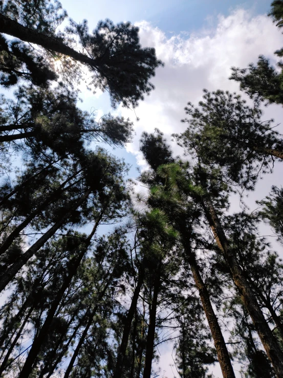 tall trees and clouds above the tops