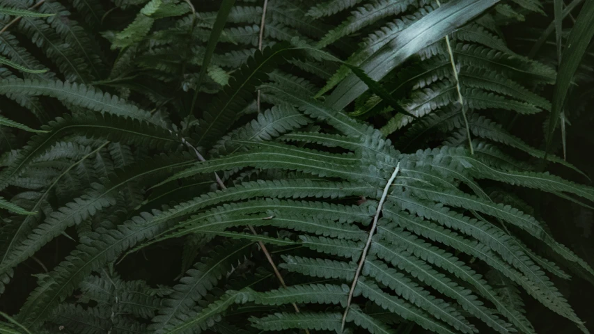 a group of green plants next to each other