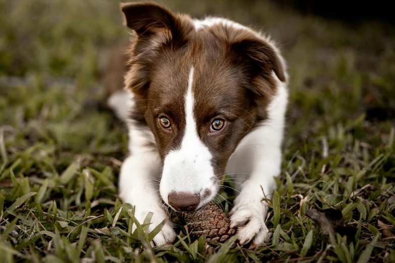 a puppy laying in grass holding a piece of wood