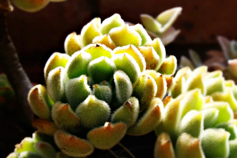 a green plant with yellow flowers in front of a brick wall