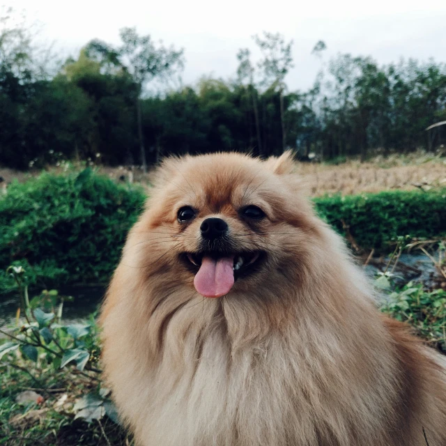 an angry looking small dog with a tongue