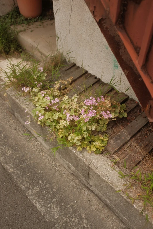 flowers are growing between two cement walls near an old street