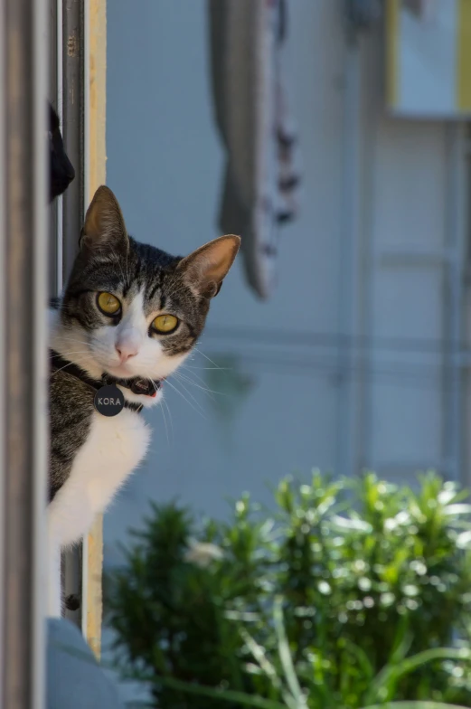 a cat staring out the side window at a fish on a hook