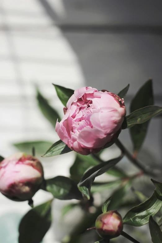 a flower with leaves growing from it