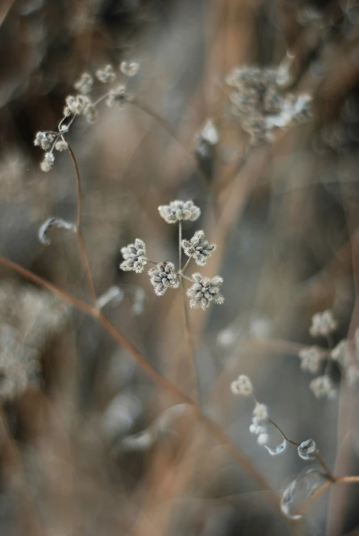 this flower is the centerpiece of the pograph