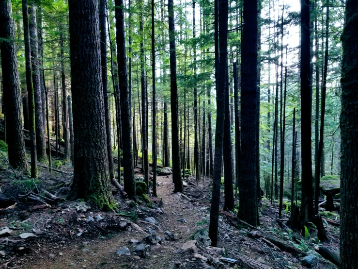 the trail is running in a pine forest