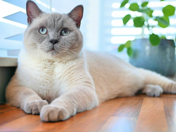 a cat laying down on the floor next to a plant