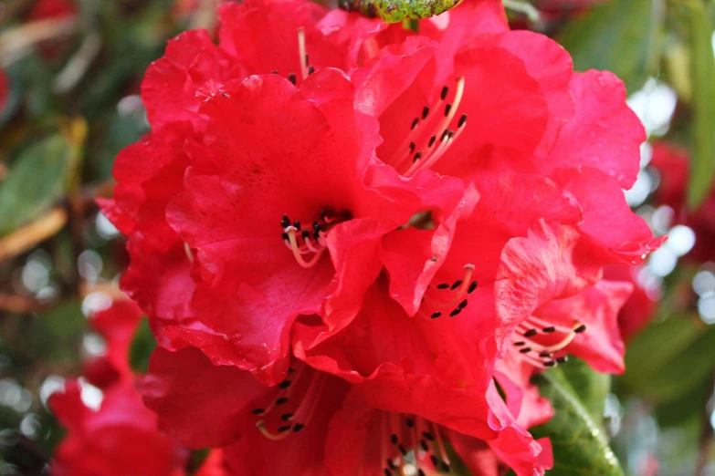 a cluster of red flowers growing in a tree