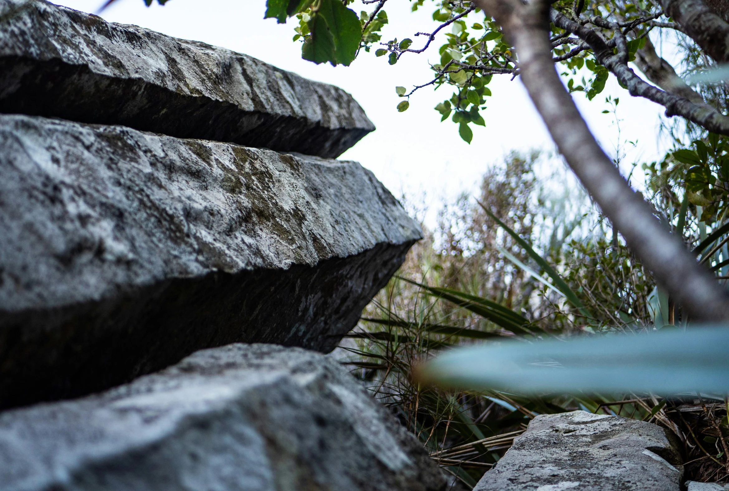 a tree next to some rocks and a white frisbee