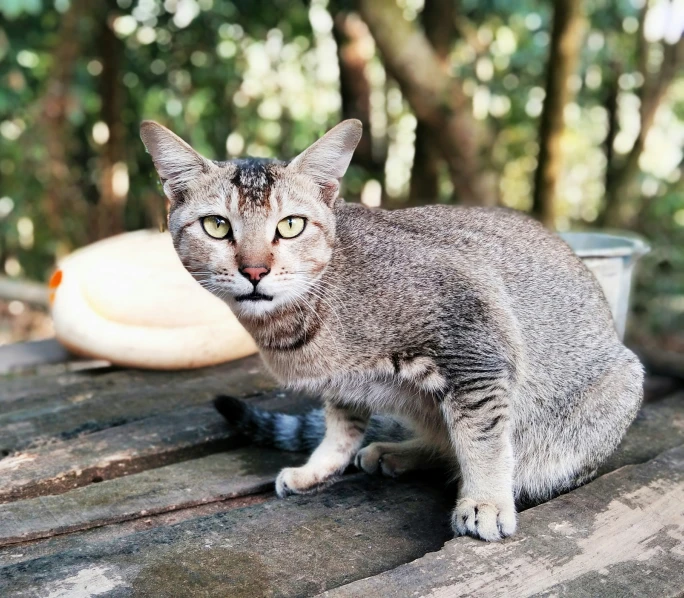 the cat is sitting on top of a table outside