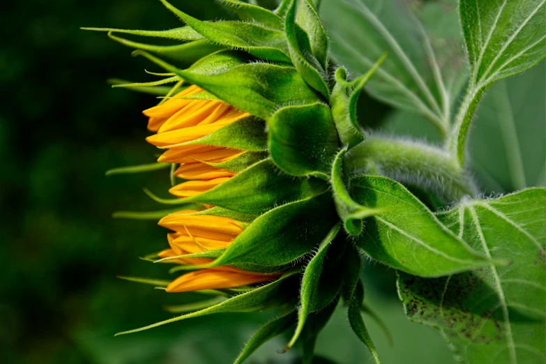 a sunflower is standing tall and yellow