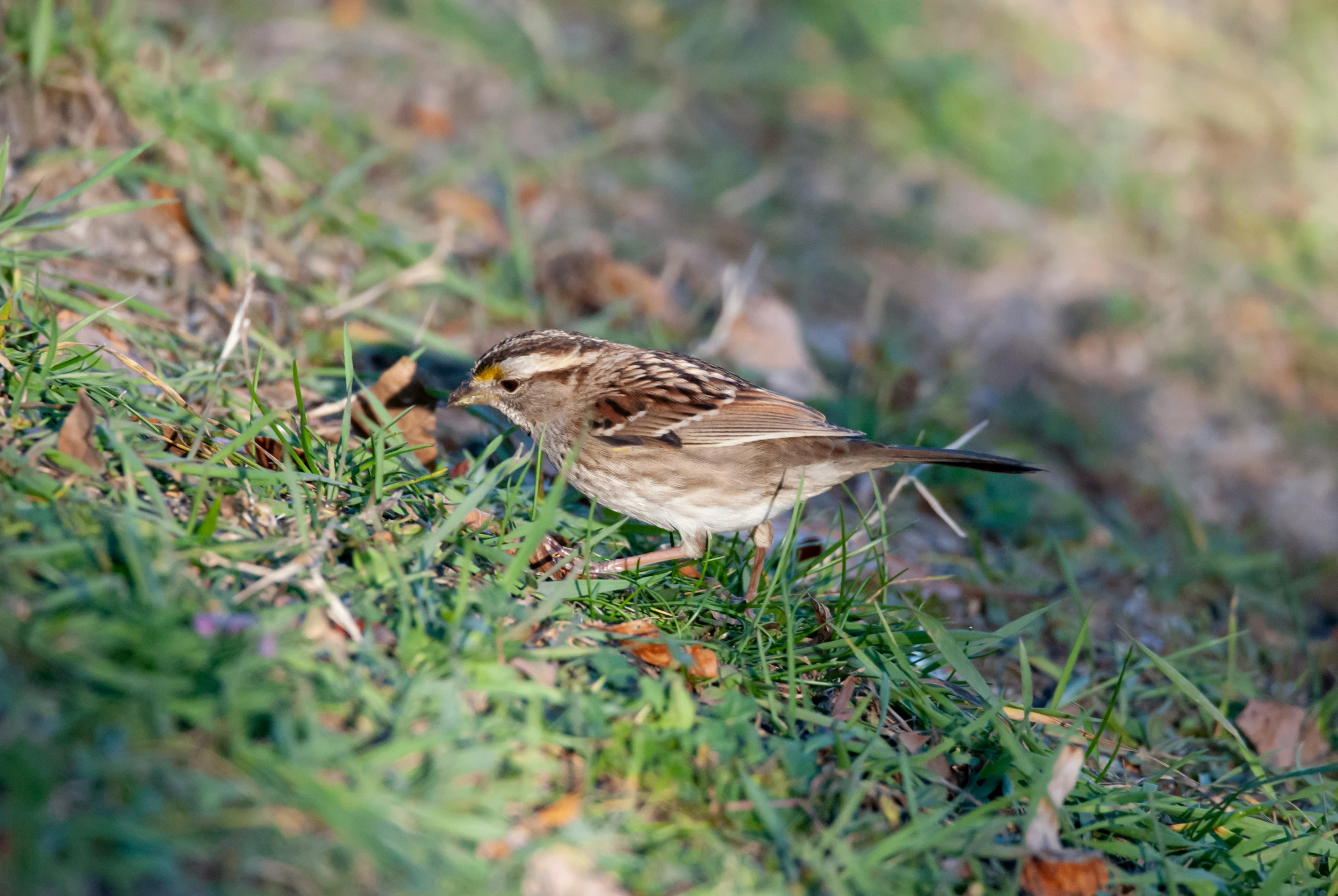 a bird standing alone in the grass next to a tree