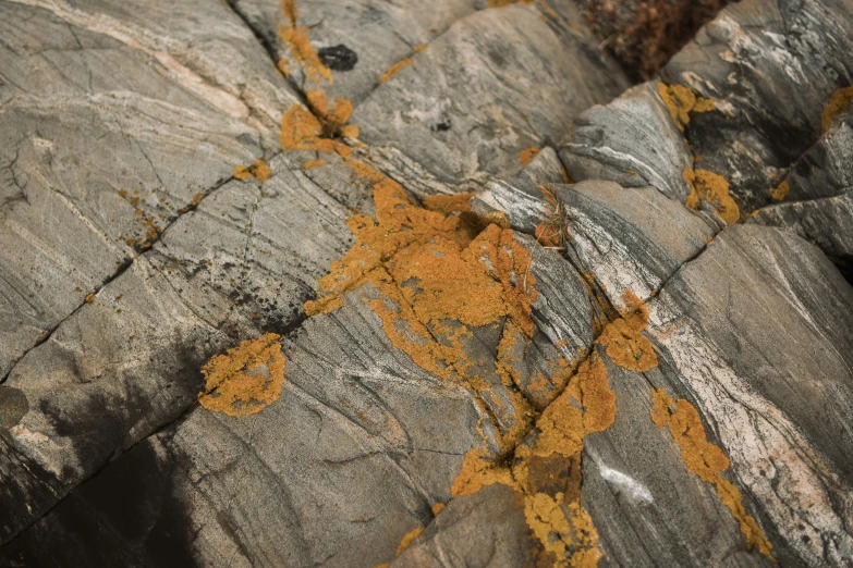 licheny mossy yellow florets on the rocks