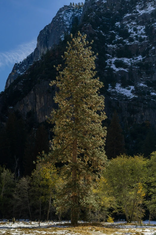 a very tall green tree standing in front of a mountain