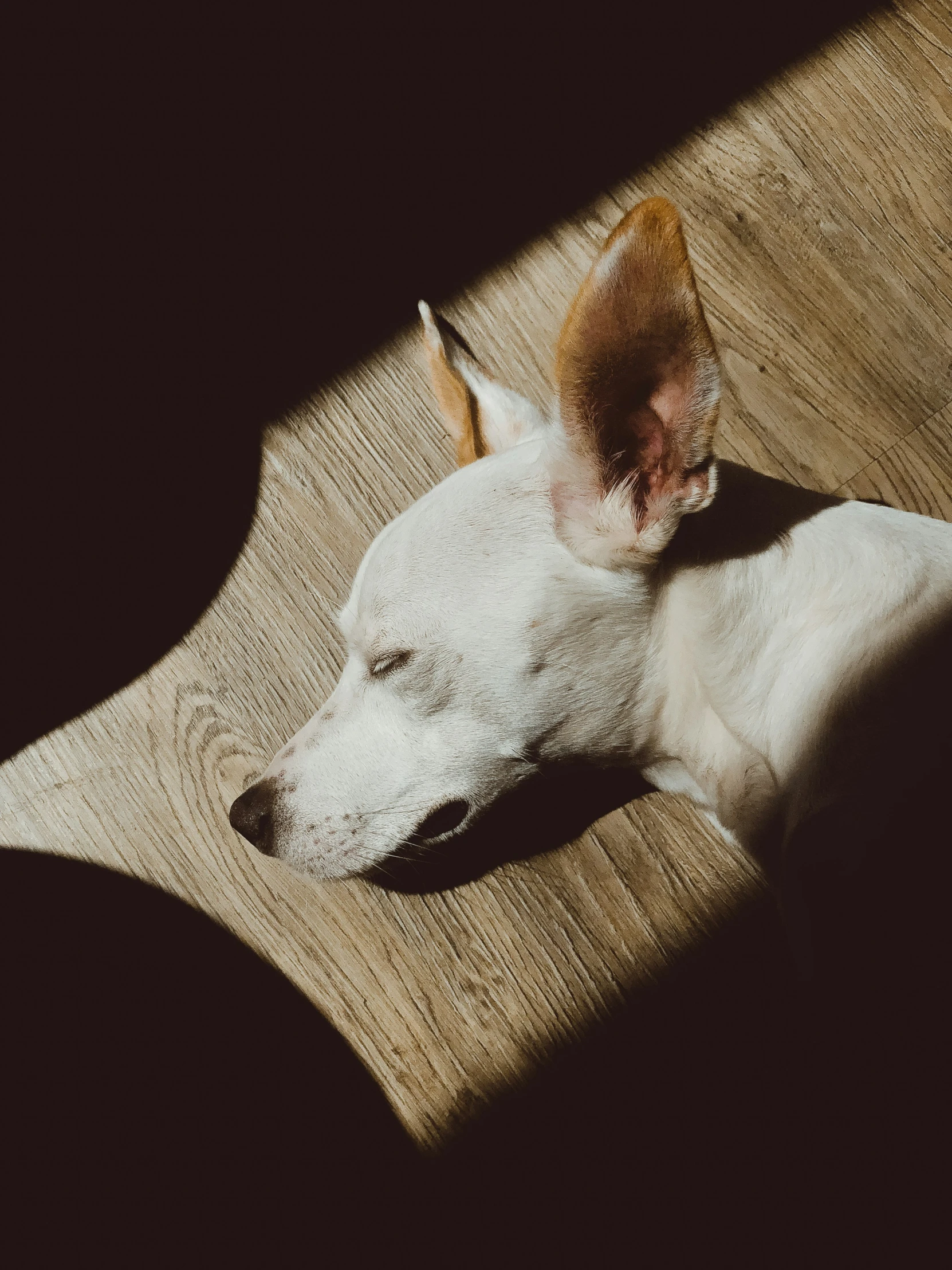 a dog rests on a tan couch with its head down