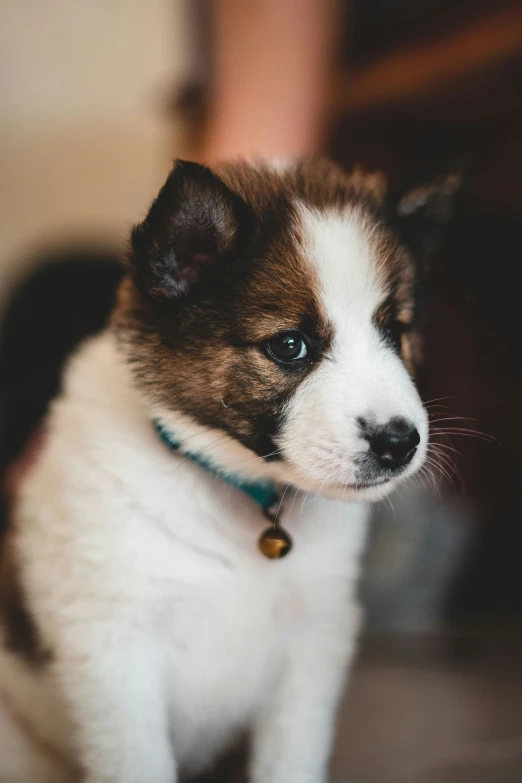 puppy sitting on the ground looking at the camera