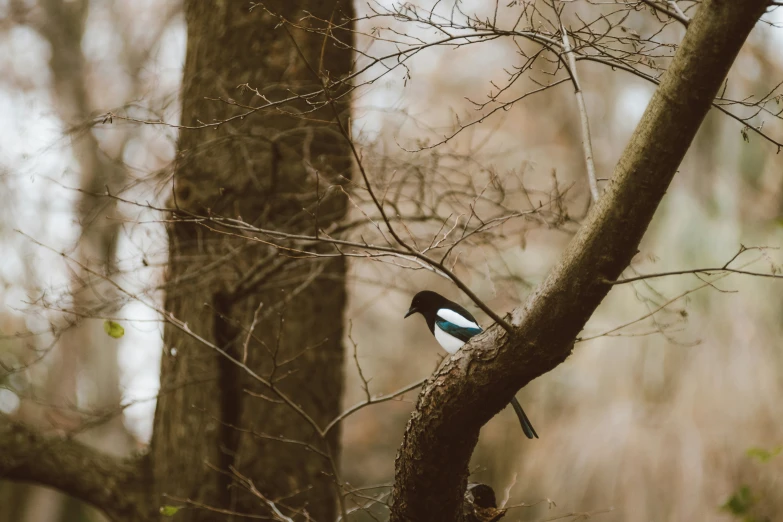 a blue bird is perched in a tree