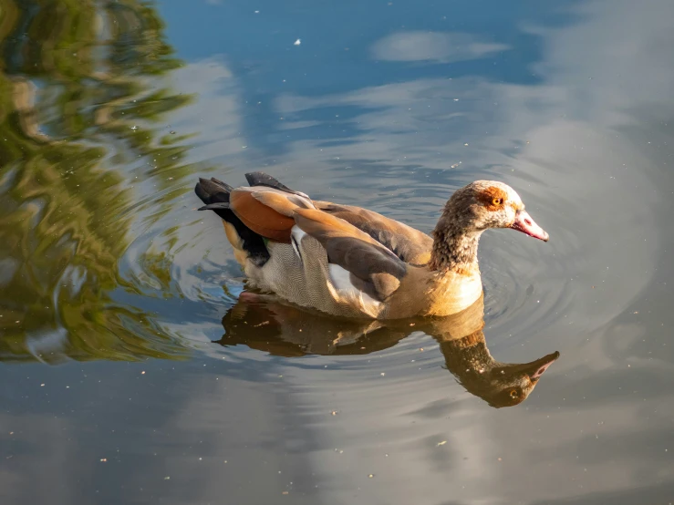 the duck floats alone in the water