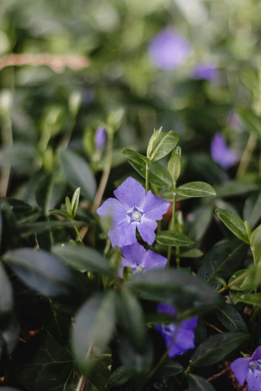 a very pretty blue flower sitting among the greenery