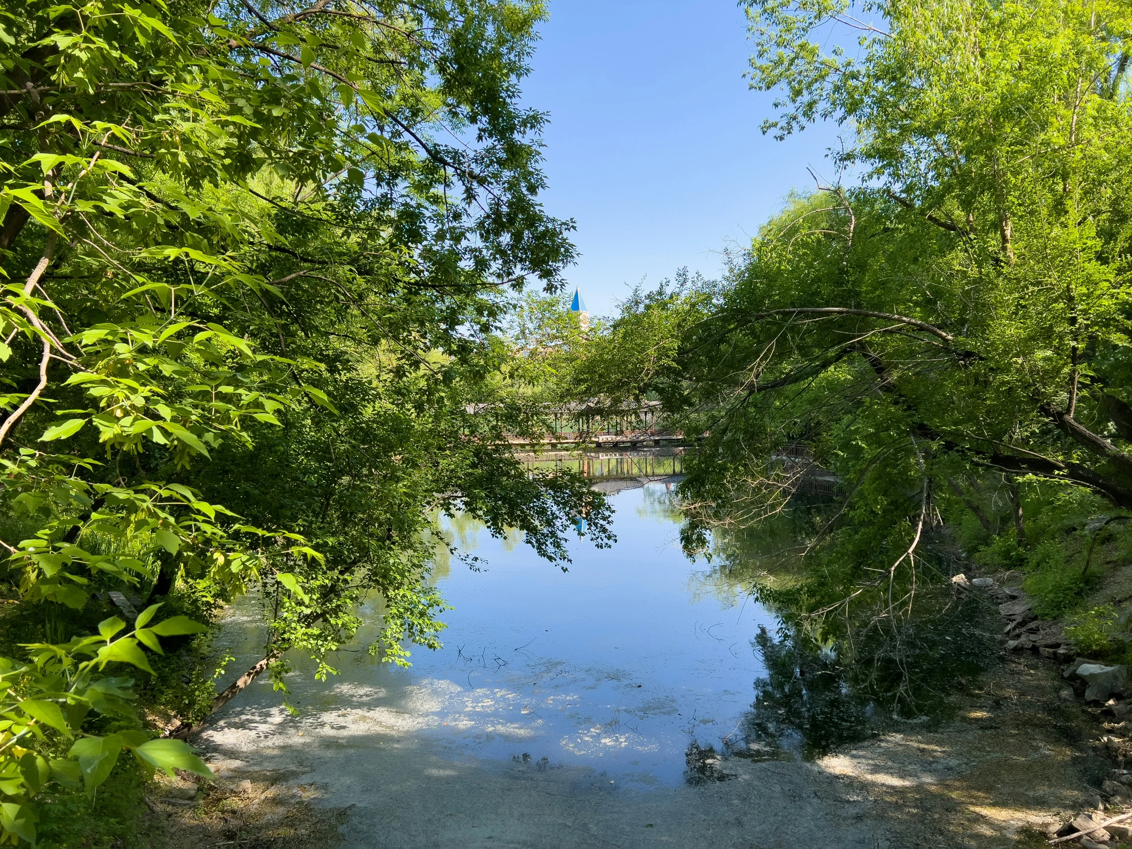 a small river runs in between many trees