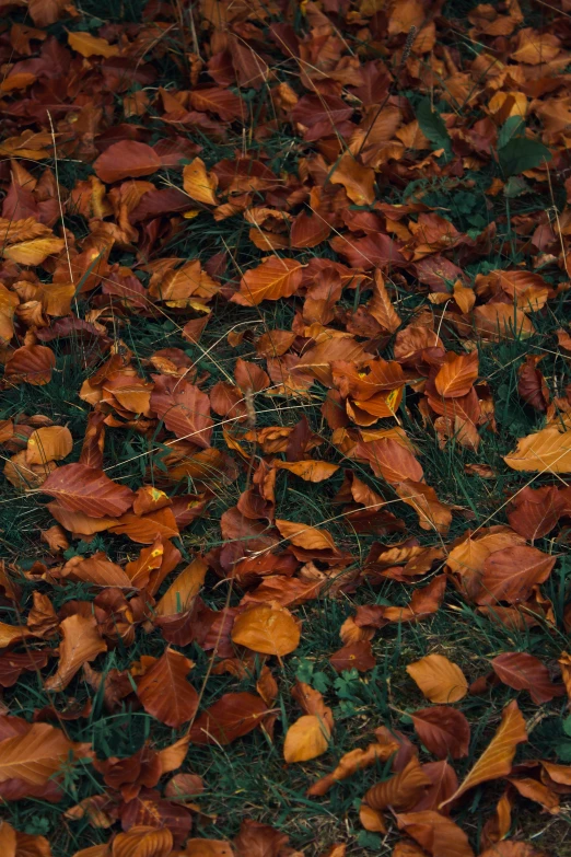 closeup of a field with leaves in autumn