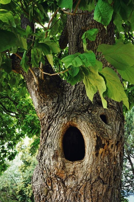 the bark and large tree is being used to create a hole