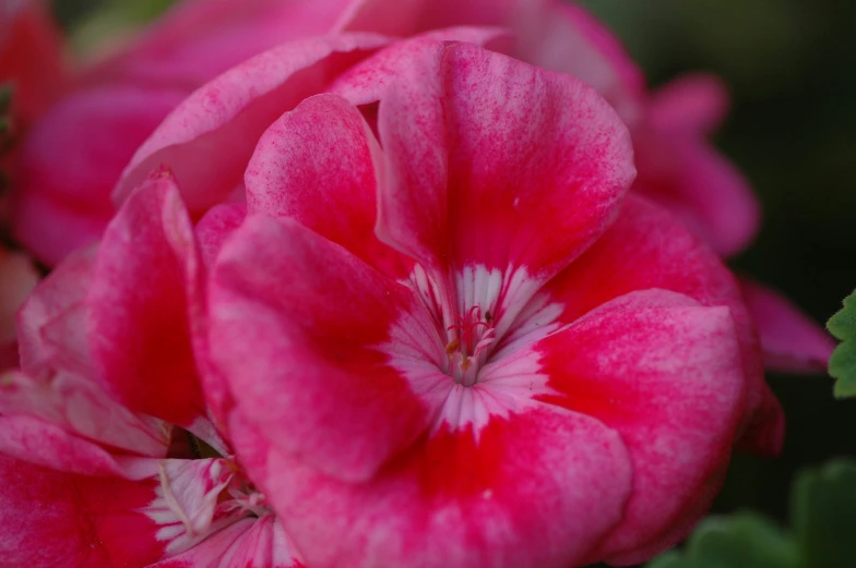 close up po of pink flower blooming from the middle of the bloom