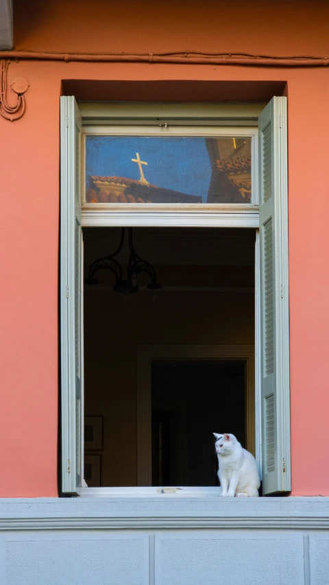 white cat on window sill watching outside