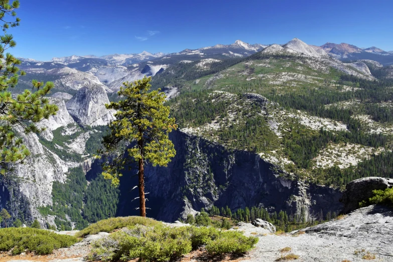 trees with the mountain ranges behind them