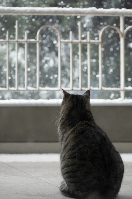 the back end of a gray cat sitting near a window