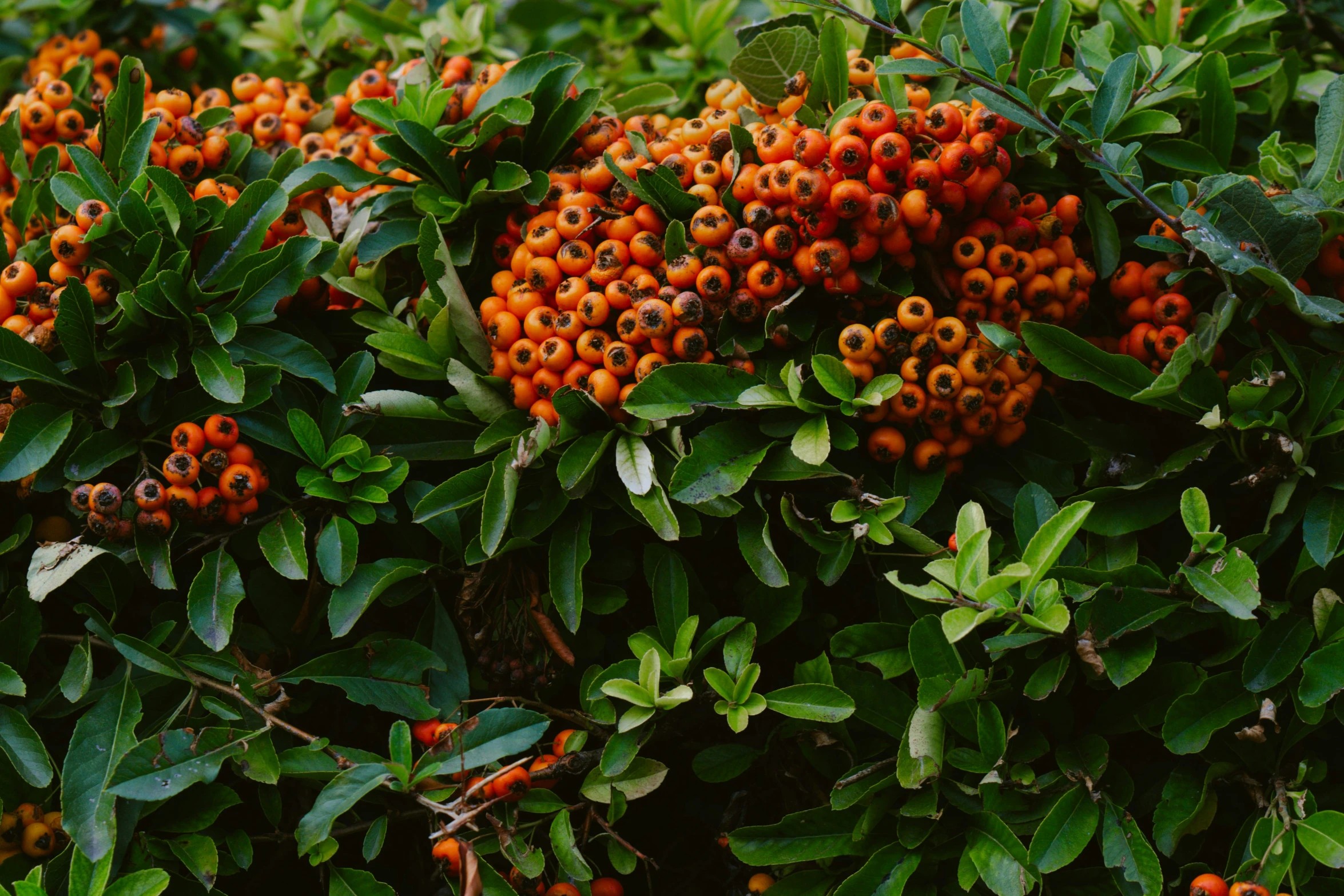 a bush filled with lots of red berries next to leaves